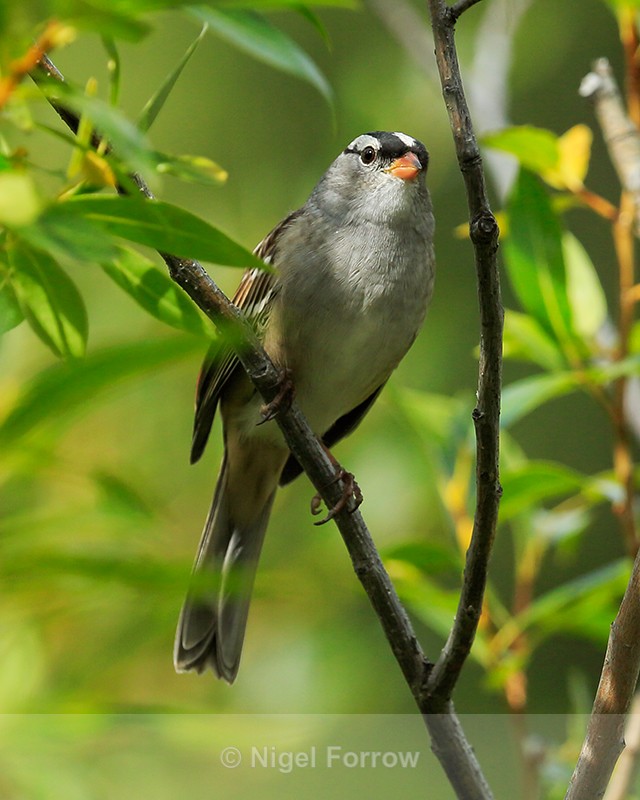 White-crowned Sparrow (adult), Canmore, Canada - White-crowned Sparrow