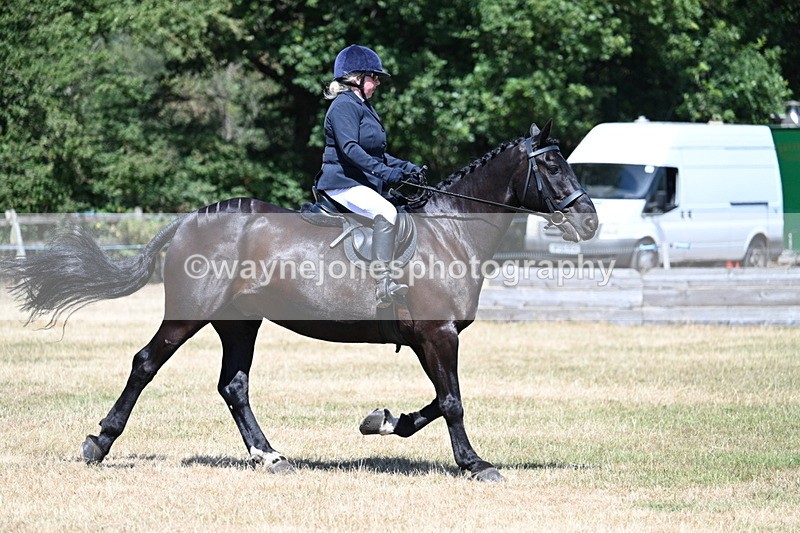 WJ7_2963 - Class 7 Riding Club Show Horse