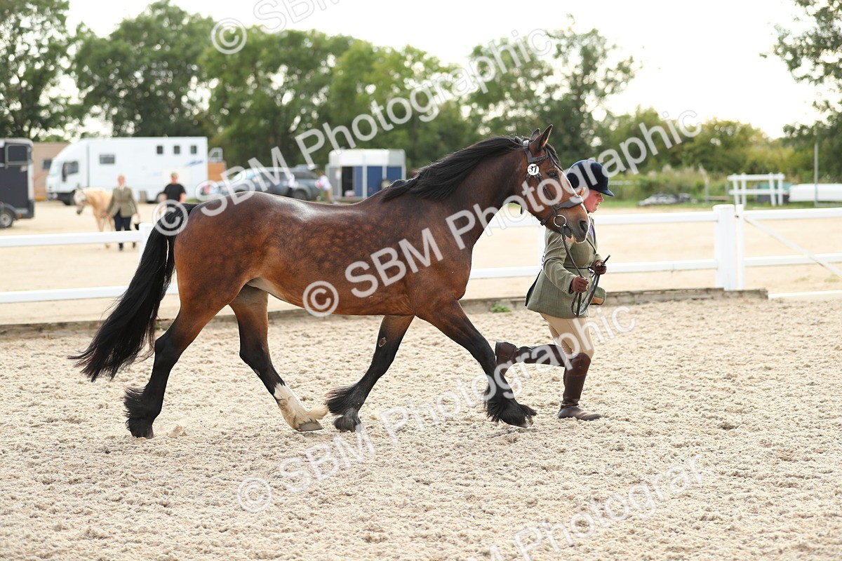 SBM_08546 - Class 28 - IH Veteran Horse
