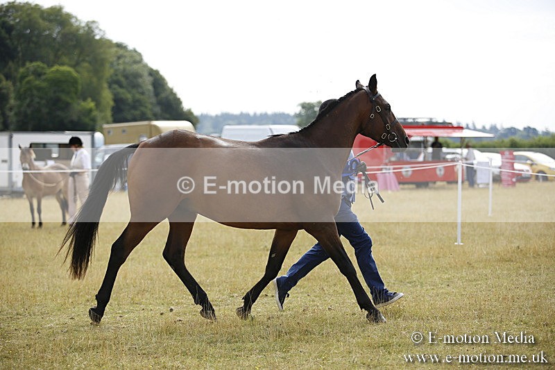 _C7A9160 - BVRC Sow 2018 Ring 2