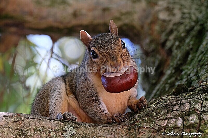  - Wildlife and Nature
