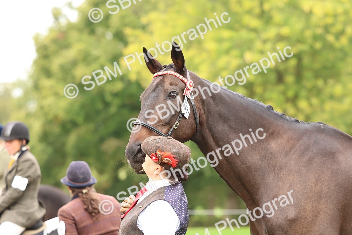 SBM_59947 - S36 - Rehabiliated Rescue Horse & Pony In Hand & Ridden