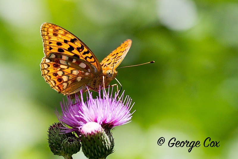 high brown fritillary pyrenees