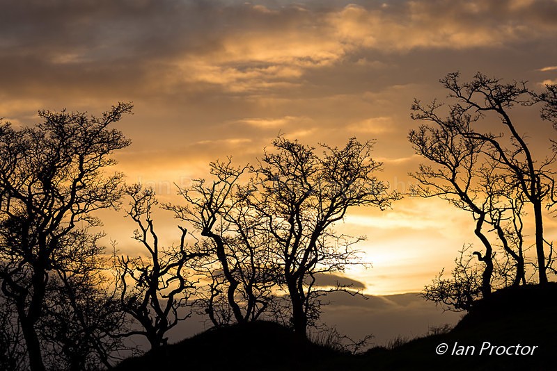 Sunset in Belfast Hills - Nature