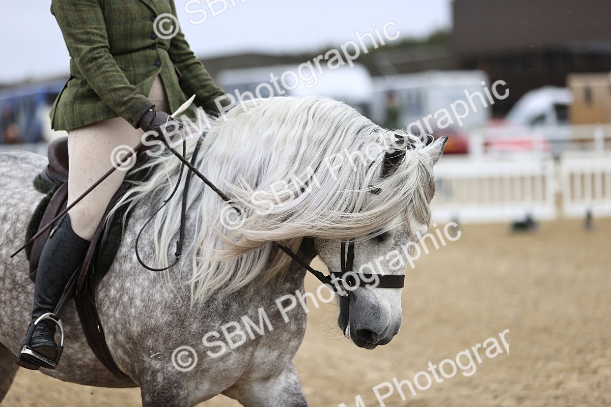 SBM_007535 - Class 31-32 - M&M Confined Novice Small-Large