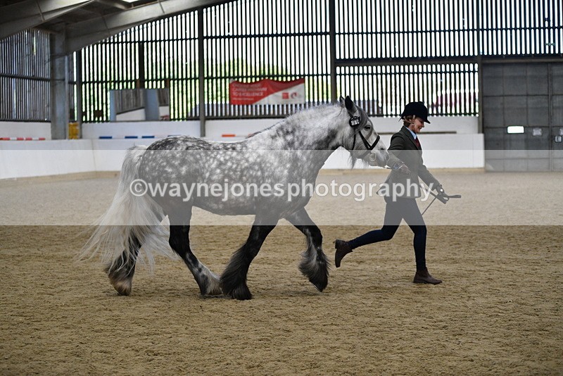 WJ5_5646 - Morning in hand Championship