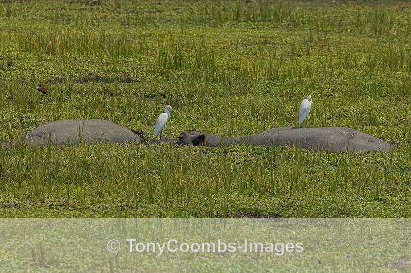 Cattle Egret - Mana Pools ~ The Birds