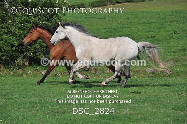 DSC_2824 - ARCHIVE REQUEST - Quincy and Guinness