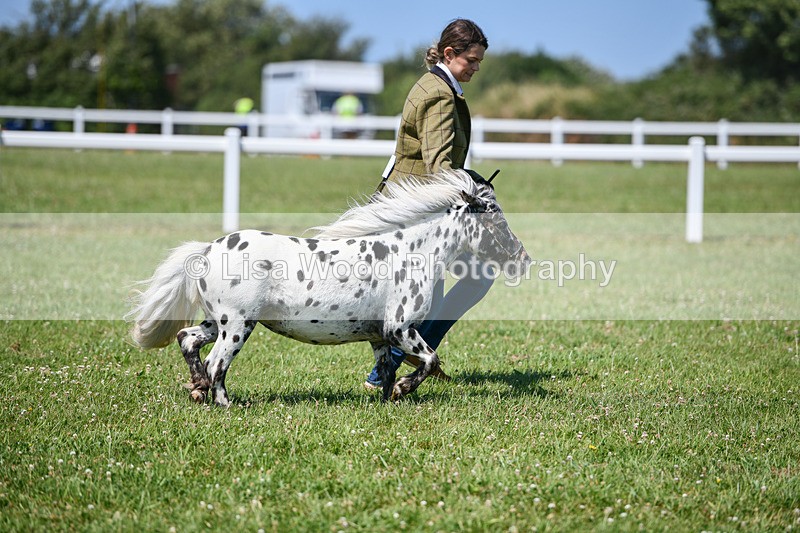 DSC_7138 - Class 61: Miniature Horse 4yrs & over