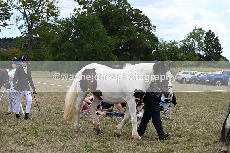 WJ6_5186 - Class 18 In-hand Coloured