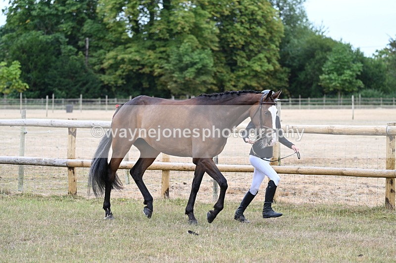 WJ7_8788 - Class 4a Prettiest Mare 14.2hh and over