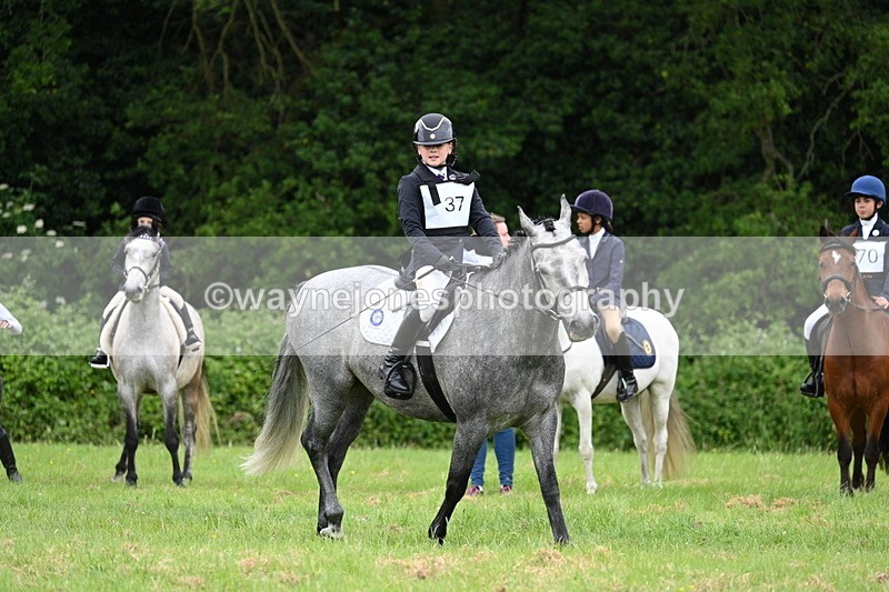 WJ7_3965 - Class 14A Handsome Gelding