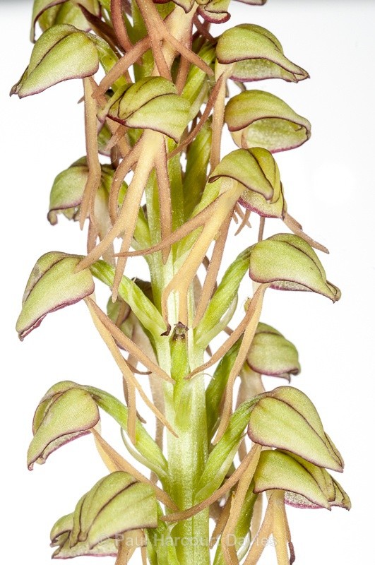  - WB: Orchids - Orchis