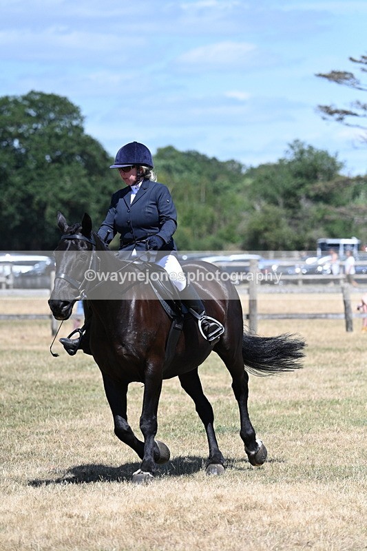 WJ7_2956 - Class 7 Riding Club Show Horse