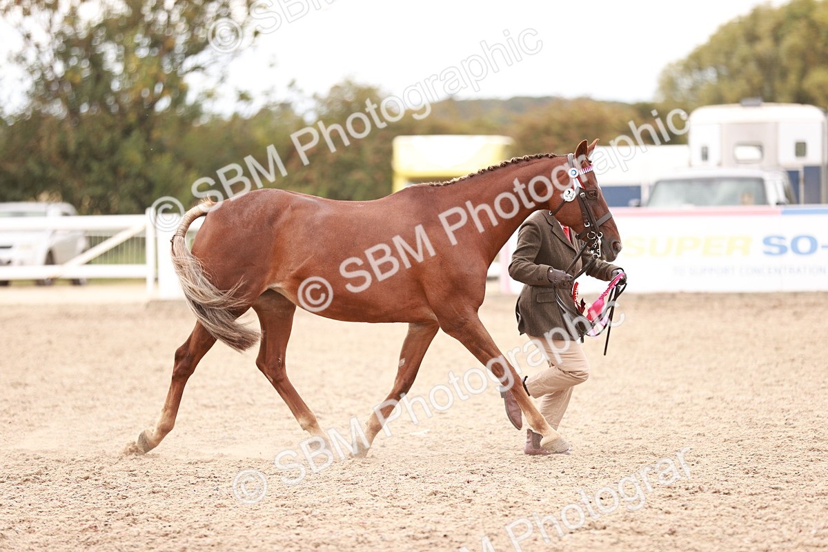 SBM_16945 - Class 415 - Horse-Pony Judge would most like to take home