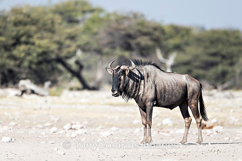 Wildebeest - Etosha National Park ~ Mammals