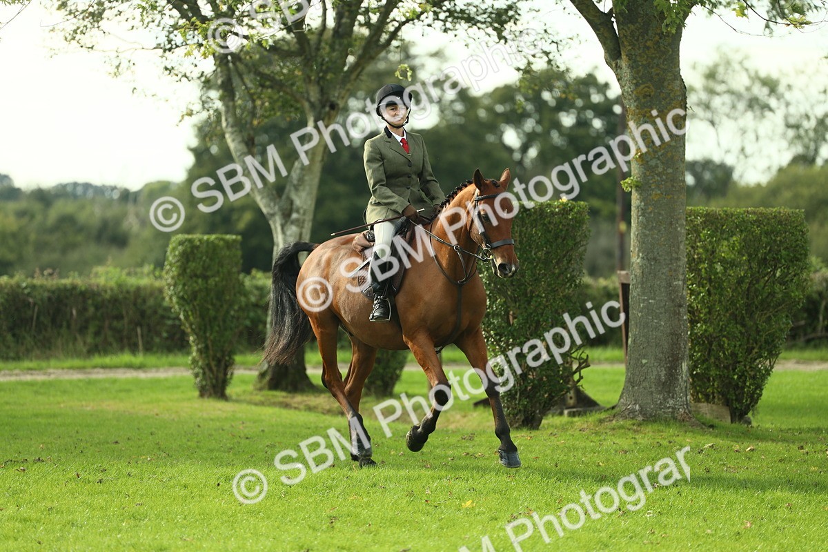 SBM_50668 - S33 - Working Hunter & Working Show Horse