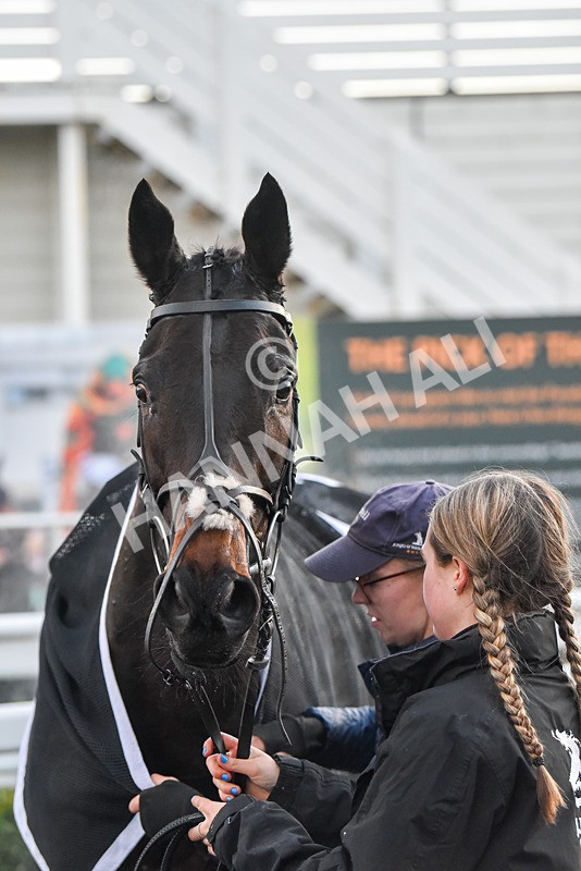 191223-Race 7-Wilful-9675 - Race 7