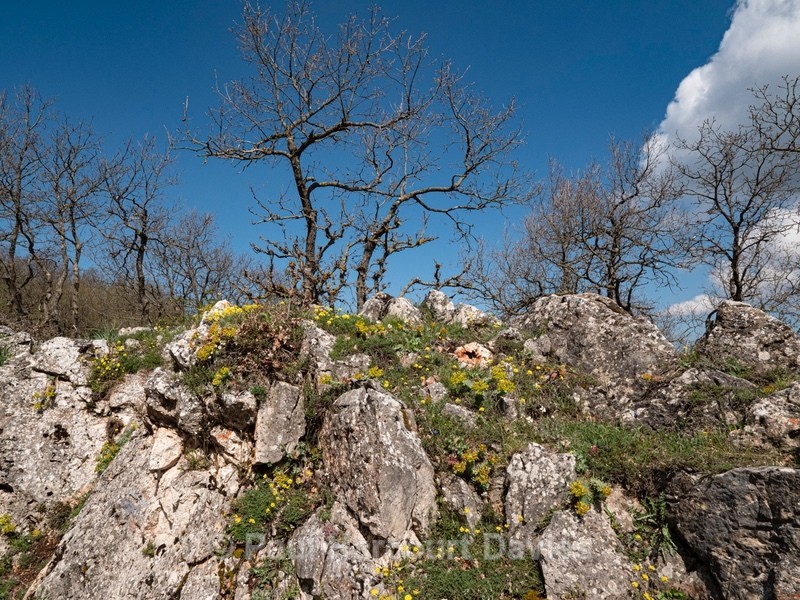 Golden or yellow Alyssum (Alyssum saxatile) with Cypress spurge (Euphorbia cyparissa) and White rockrose (Helianthemum apenninum) - Gargano - Flowers in the Landscape