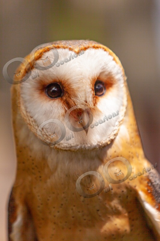 European Barn owl tyto alba gulgutta-9525 - Owls of the World