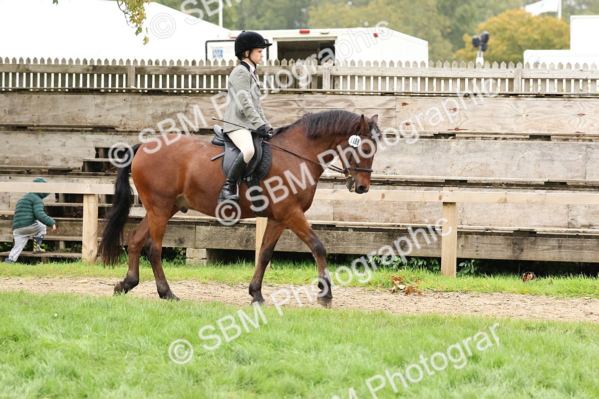 SBM_69513 - S62 - Mountain & Moorland Ridden Large Breeds