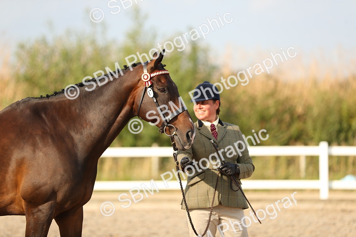 SBM_08661 - Class 28 - IH Veteran Horse