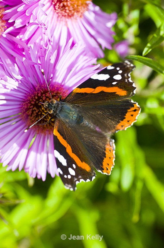 Butterfly - 7188 - Insects
