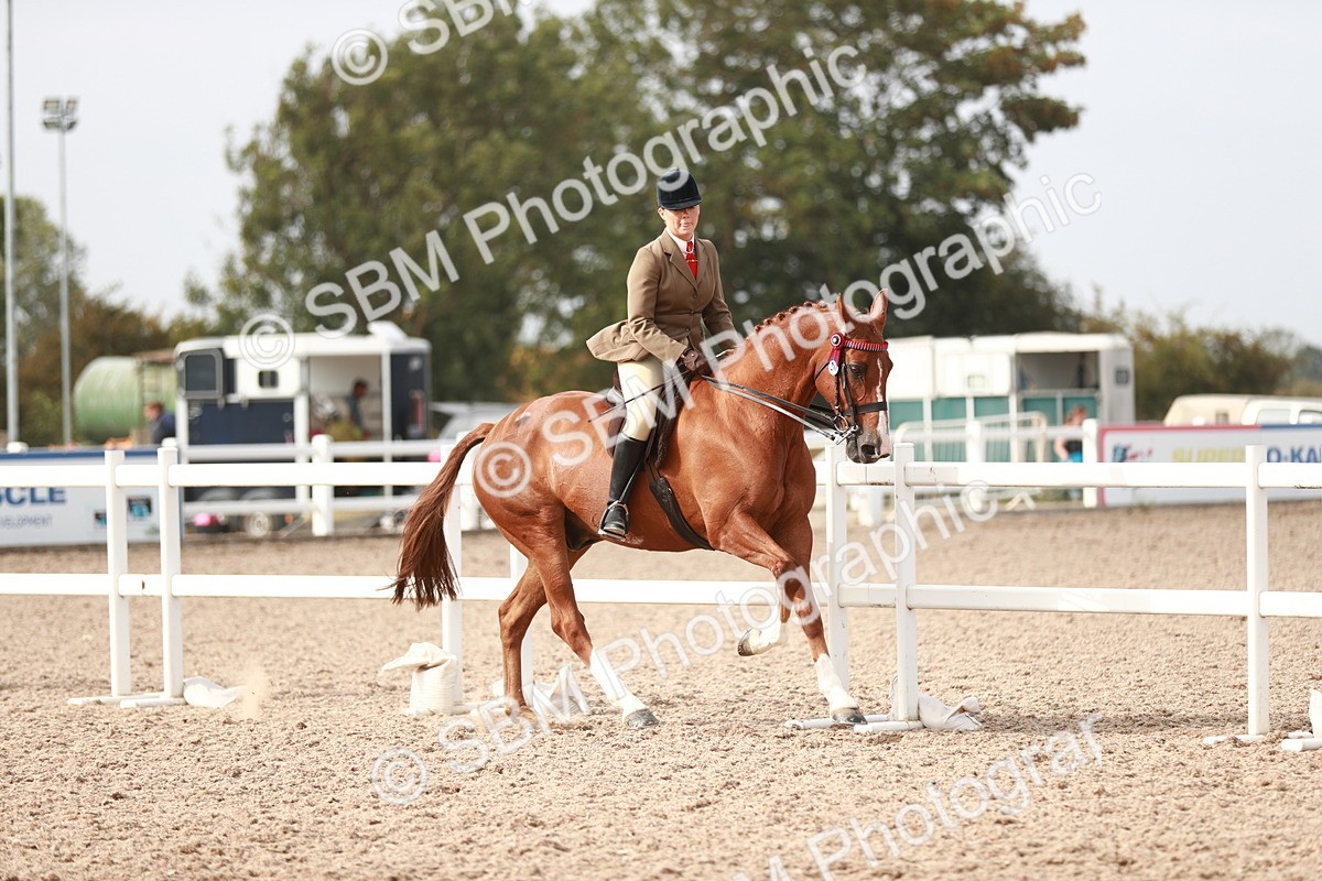 SBM_17507 - Class 215 Ridden Hack/ Riding Horse