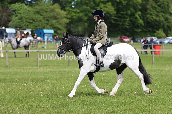 IMG_3356 - Working Hunter