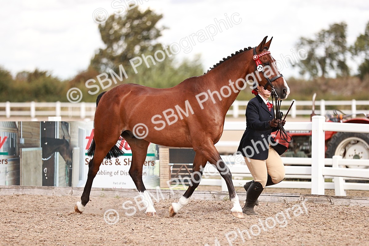 SBM_14185 - Class 407 - IH Hack Riding Horse
