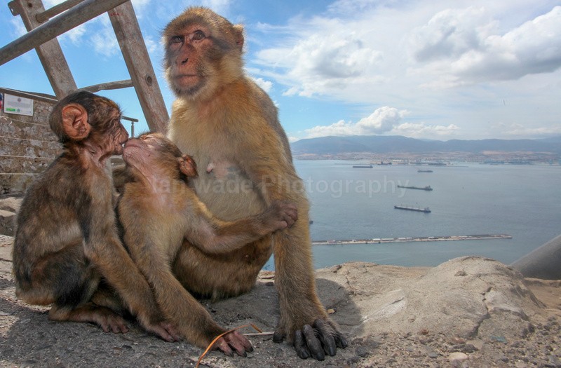 Barbary Macaques on the Rock of Gibraltar - Barbary Macaques at the Rock of Gibraltar