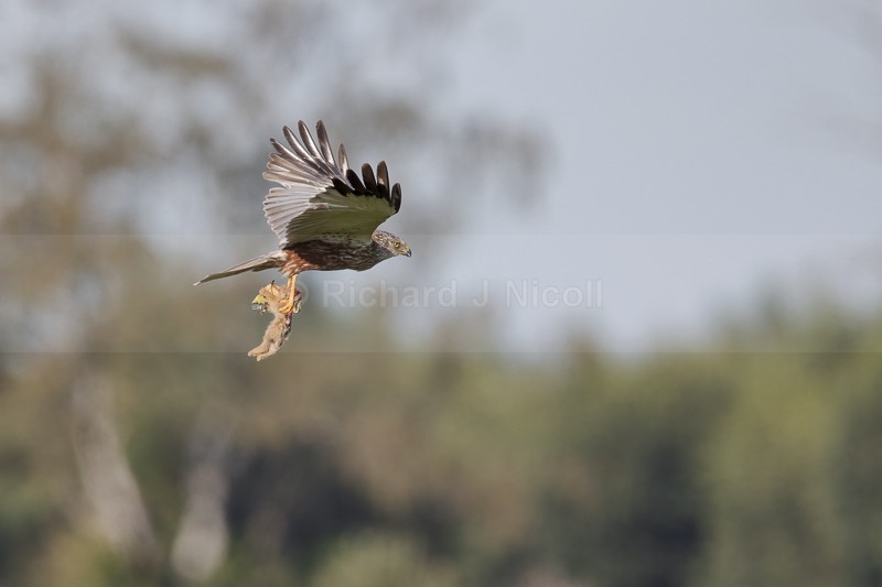 Marsh Harrier (Circus aeruginosus) male with rabbit prey - Marsh Harrier (Circus aeruginosus)