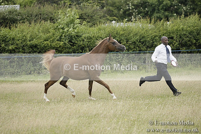 B230619-0861 - Bourne Valley Riding Club Summer Show 23/06/19