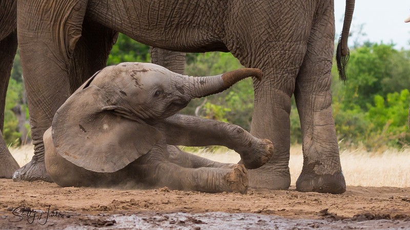 Elephant Baby 3