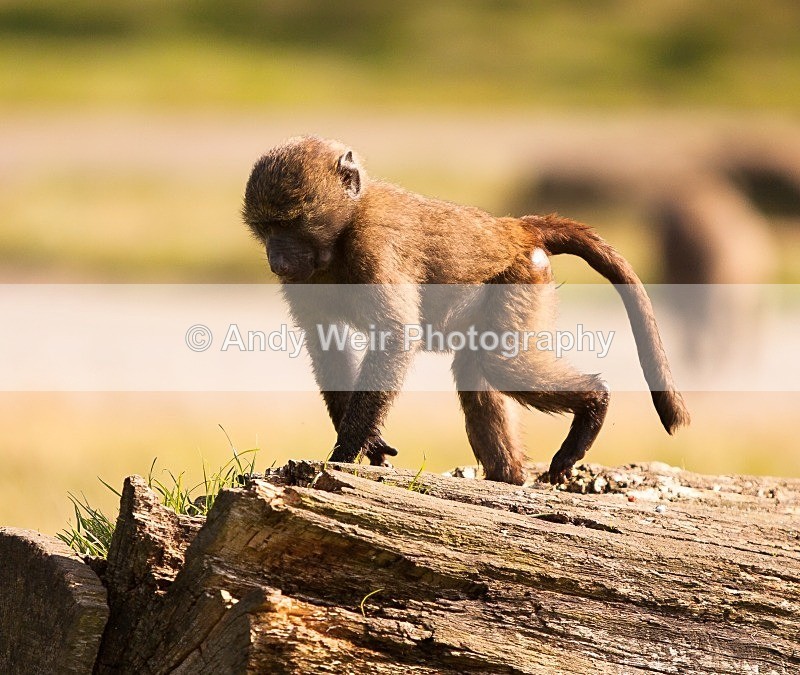 20120903-_MG_9698 - Captive Animals