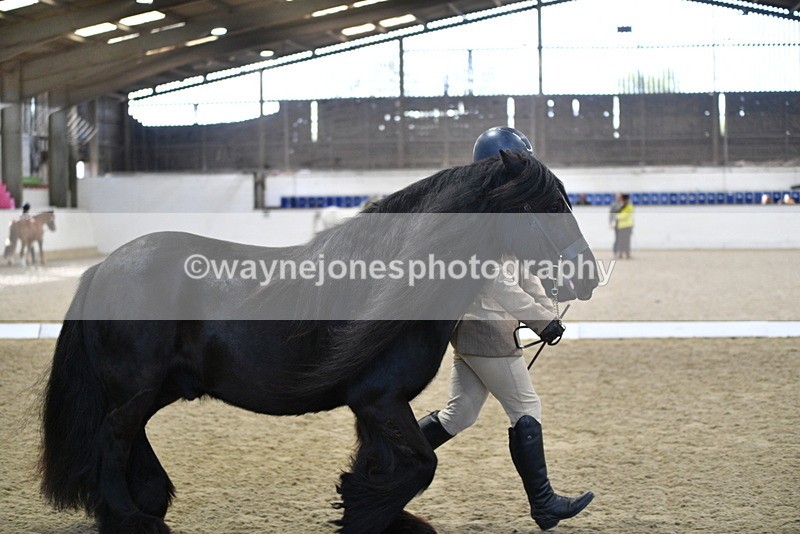 WJ5_4271 - Class 6 In hand M&M - Large Breeds