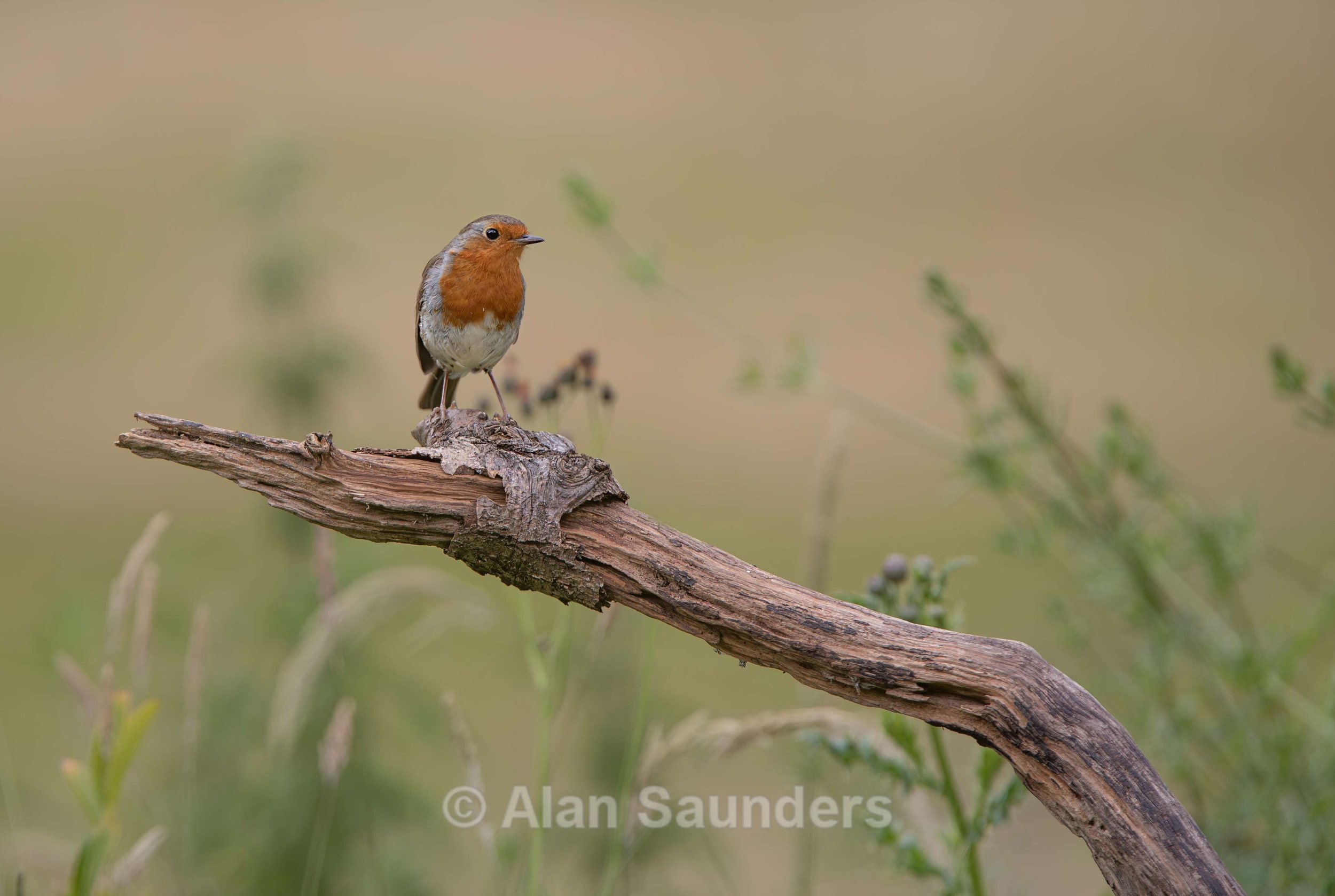Robin 1