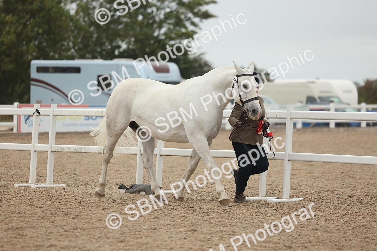 SBM_19475 - Class 317 - IH Pure Bred Horse-Pony