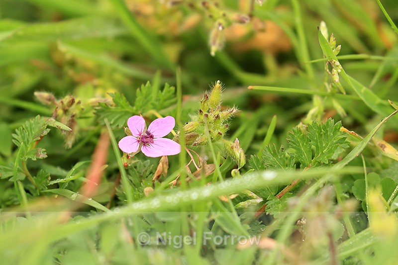 Common Stork's-bill flower, Arne, Dorset - PLANTS