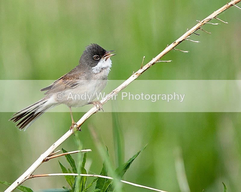 20090603-040 - Whitethroat