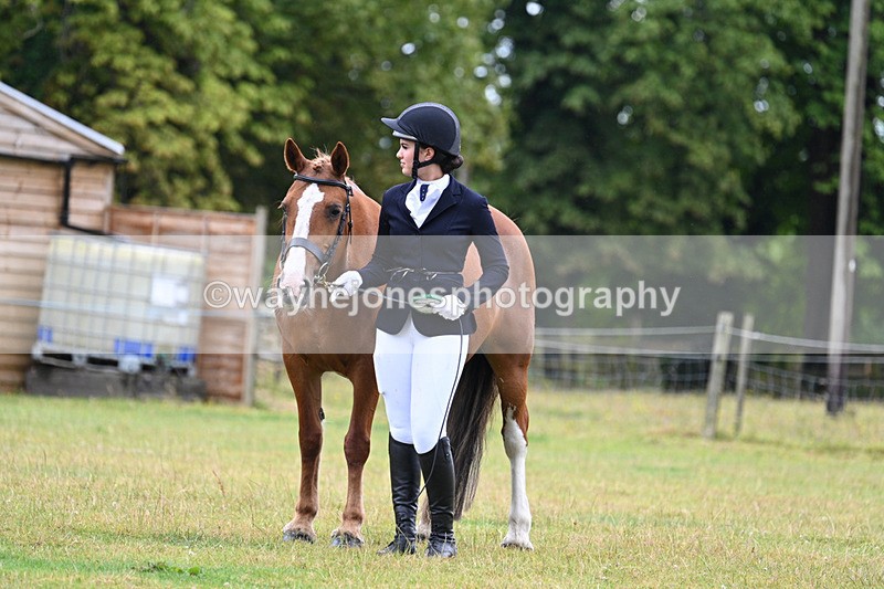 WJ7_6399 - Class 4a Prettiest Mare over 14hh