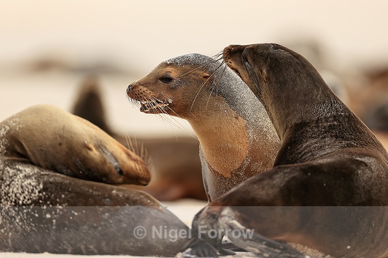 Galapagos Sea Lions, Gardner Bay, Espanola, Galapagos - Sea Lion