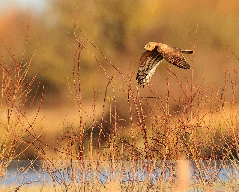 Hen Harrier skirting along the northern lagoon at Otmoor - Hen Harrier