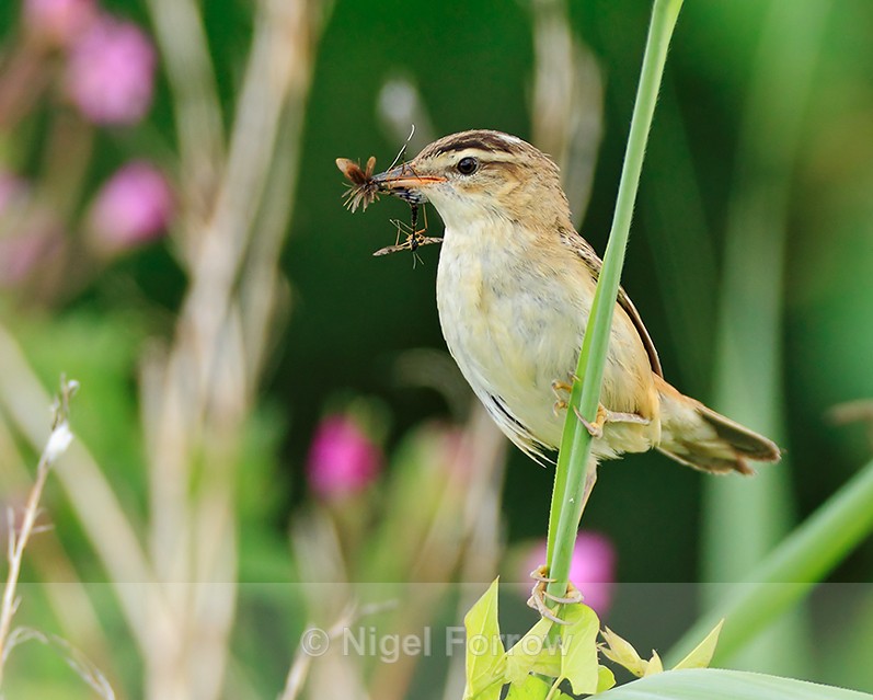 Sedge Warbler perched with insects at Otmoor - Sedge Warbler