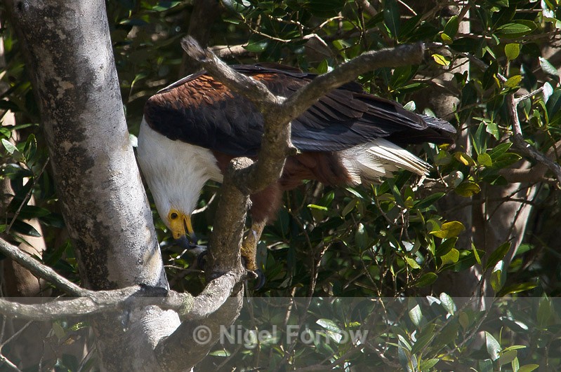 African Fish Eagle feeding - African Fish Eagle