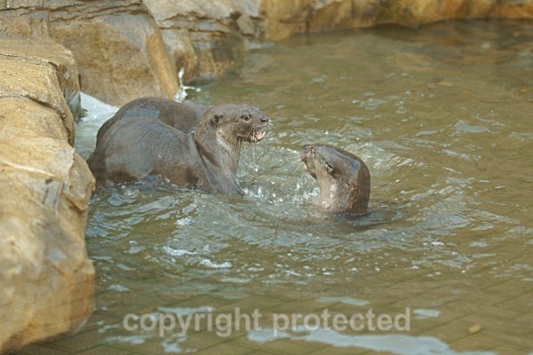 Smooth-Coated Otters - Other Wildlife Species