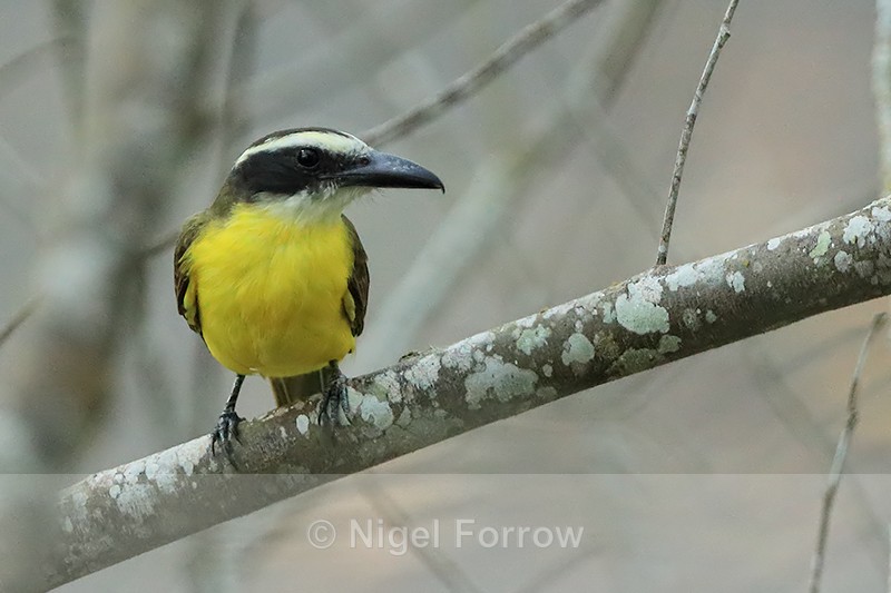 Boat-billed Flycatcher, Gamboa, Panama - Boat-billed Flycatcher
