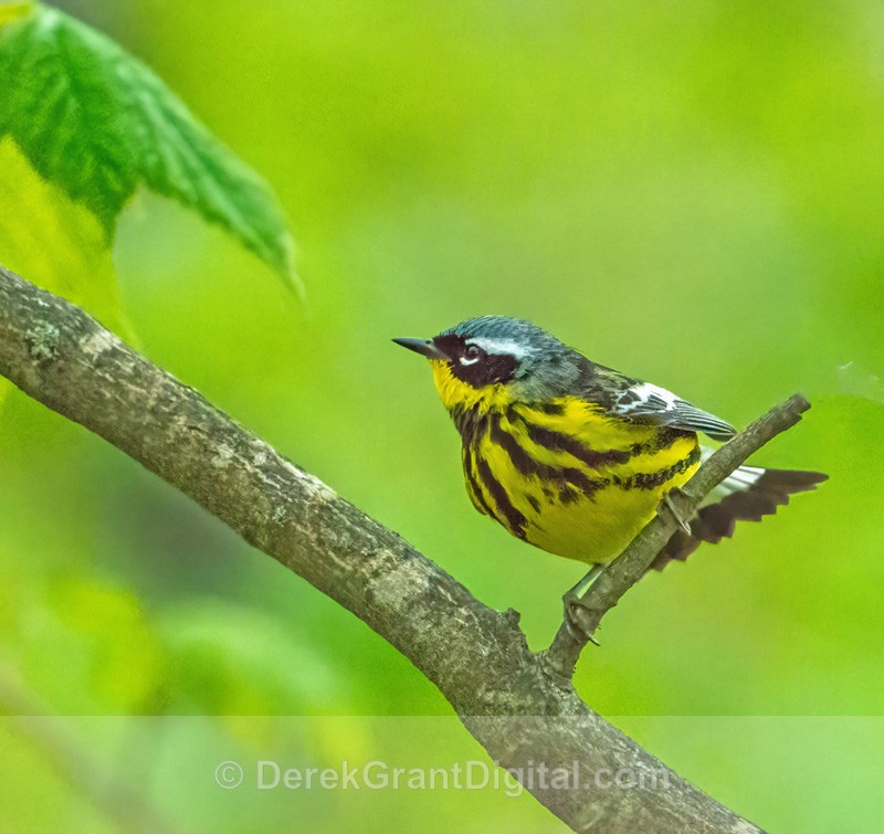 Setophaga magnolia (m) - Birds of Atlantic Canada