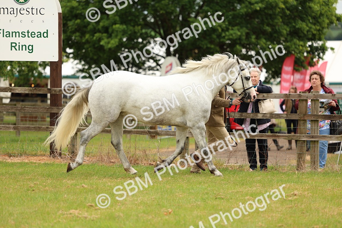SBM_04135 - Class 64-67 - Shetland Pony In Hand