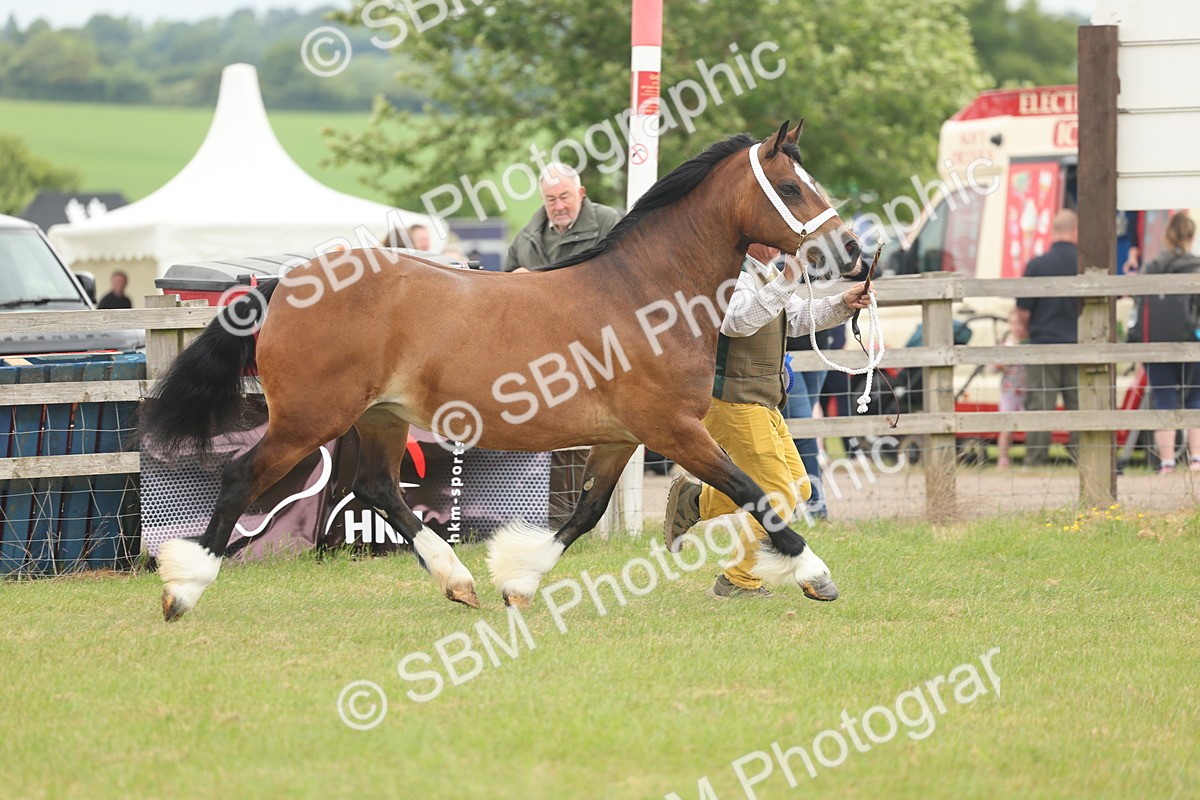 SBM_04967 - Class 50-57 - M&M Welsh Pony In Hand
